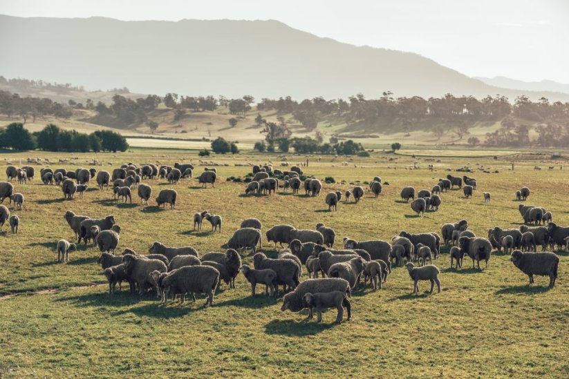 Ortovox W's 185 Rock'N'Wool Long Pants dámské spodky | Sky Blue | M